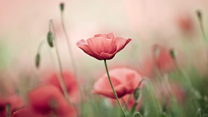 Pink Flowers In A Field